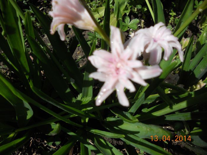 DSCN4651 - Oituz 2014