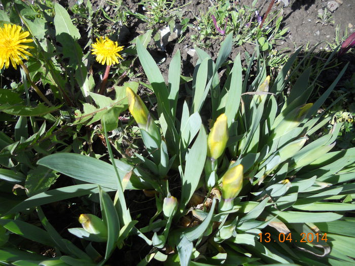 DSCN4658 - Oituz 2014