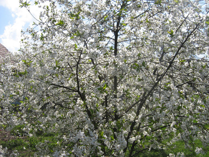 primavara 2014 041