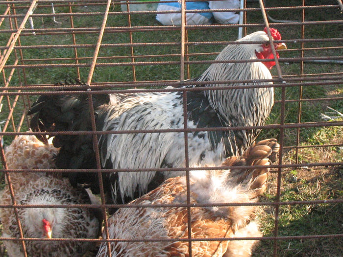 Picture 063 - Monor aprilie 2014