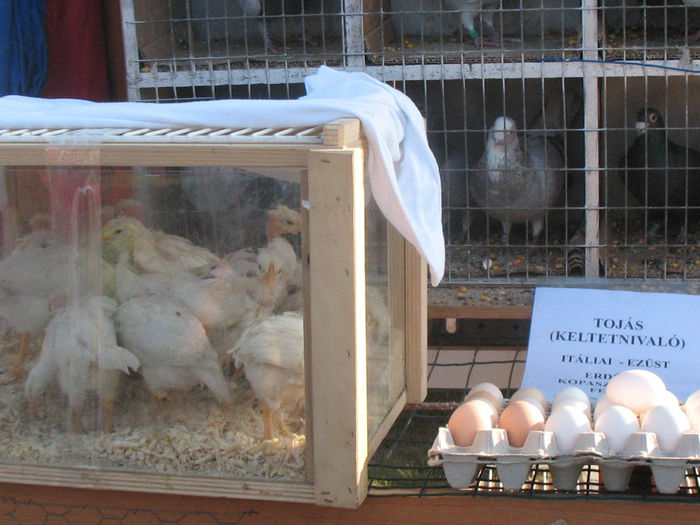 Picture 065 - Monor aprilie 2014