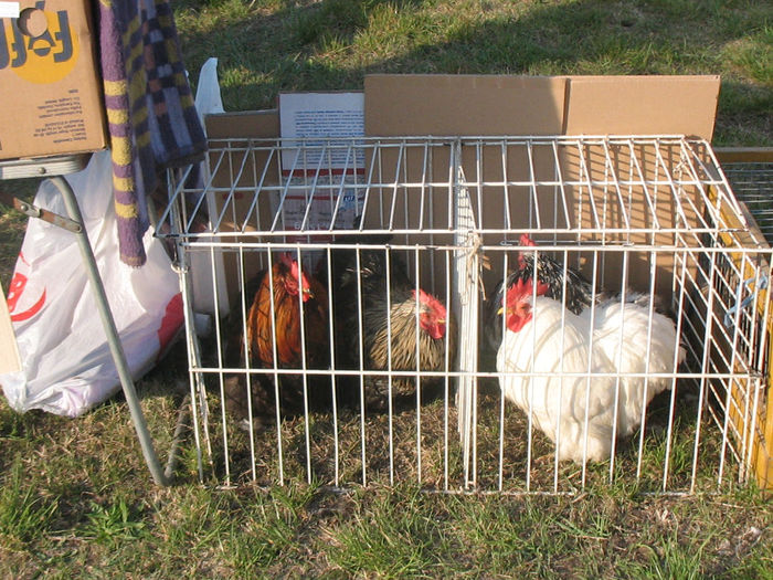 Picture 066 - Monor aprilie 2014