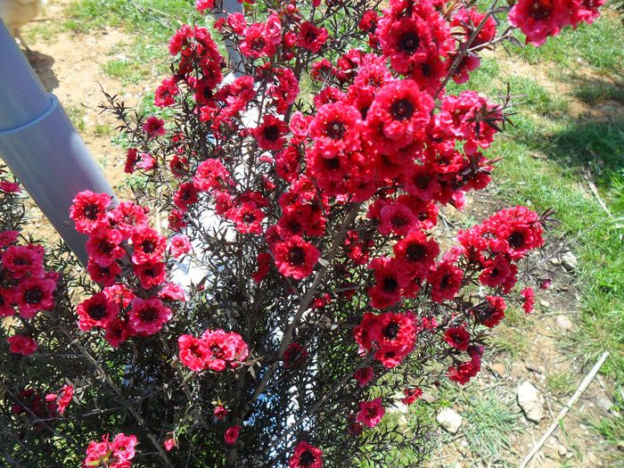 leptospermum scoparium - Cateva plante din colectia personala din gradina si altele la vanzare