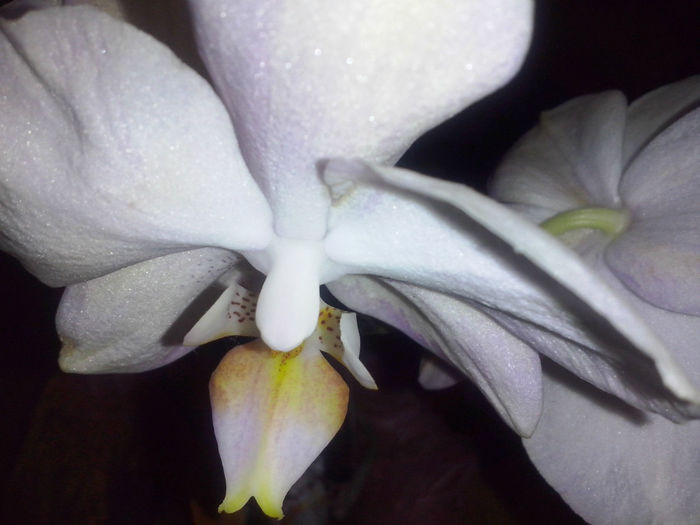 orhidee - 2014 FLORI INTERIOR