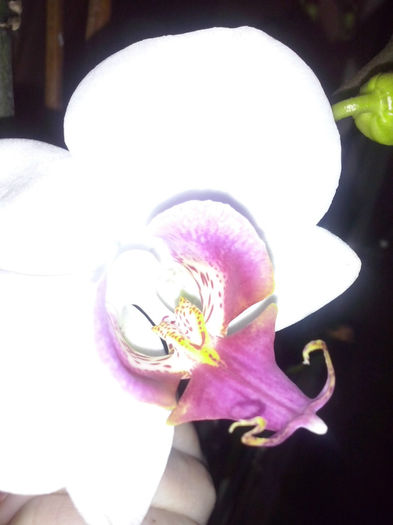 orhidee - 2014 FLORI INTERIOR