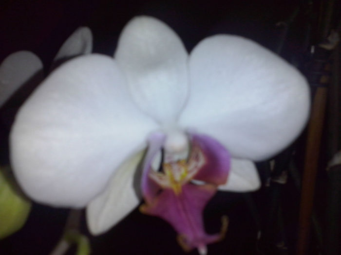 orhidee