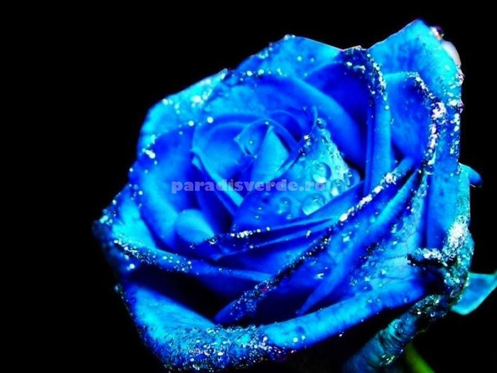 trandafir-albastru - E-trandafiri albastri