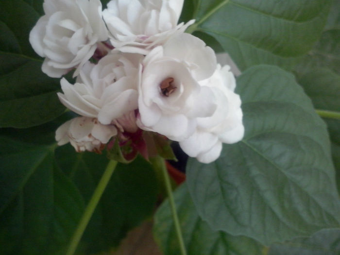 clerodendrum