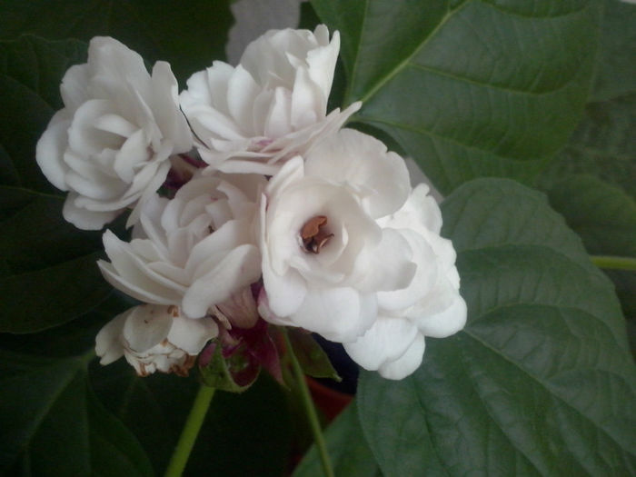 clerodendrum
