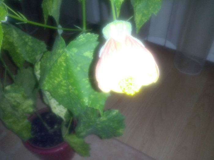 abutilon