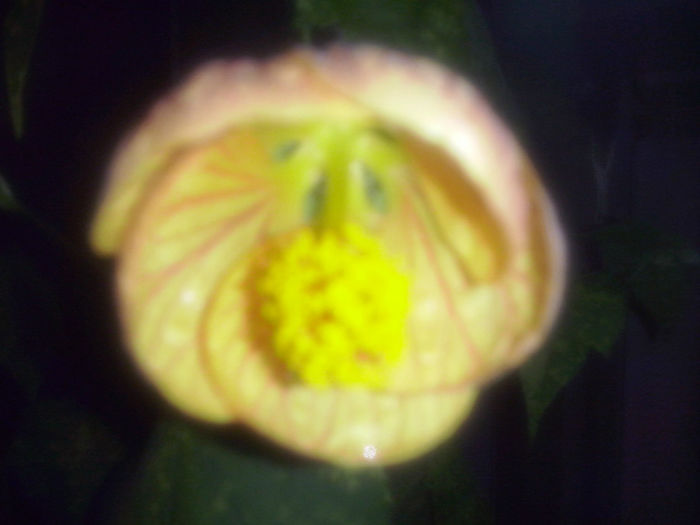 abutilon