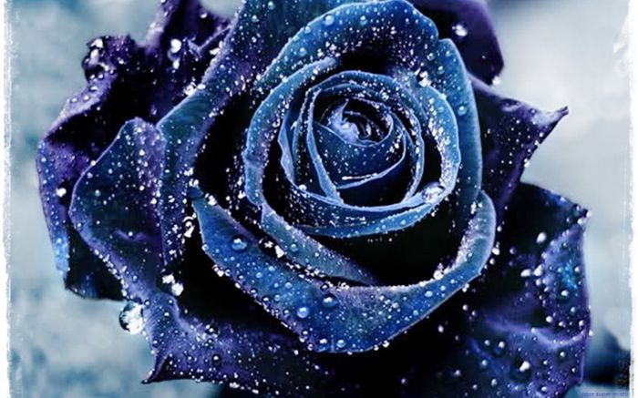 trandafir_albastru_ingetat - E-trandafiri albastri