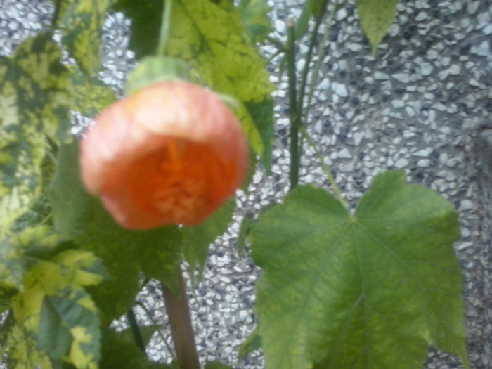 abutilon