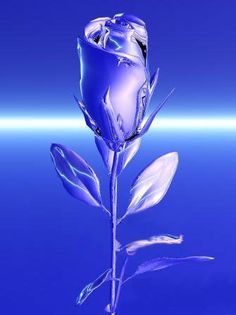 blue-rose-bud-glassy - E-trandafiri albastri