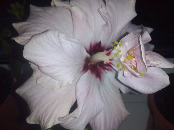 hibiscus