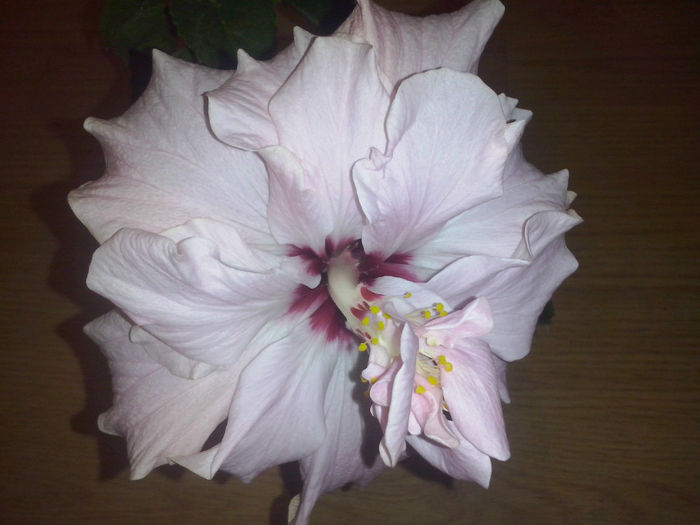 hibiscus