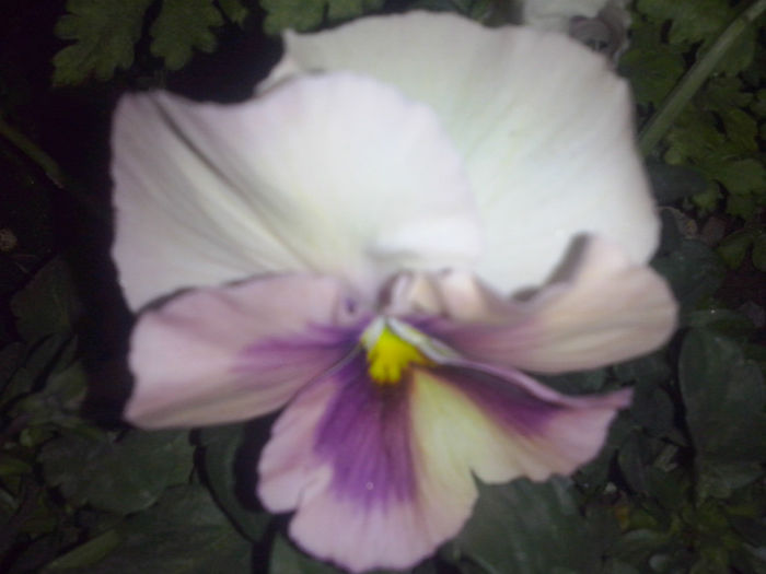 CAM01494 - 2014 FLORI EXTERIOR