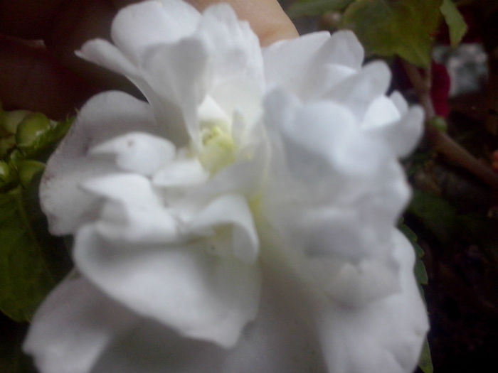 CAM01531 - 2014 FLORI EXTERIOR