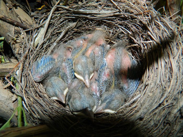 DSCN6192 cuibuletul e plin