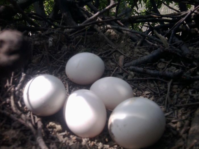 oua de ciuf de padure - DE PRIN NATURA