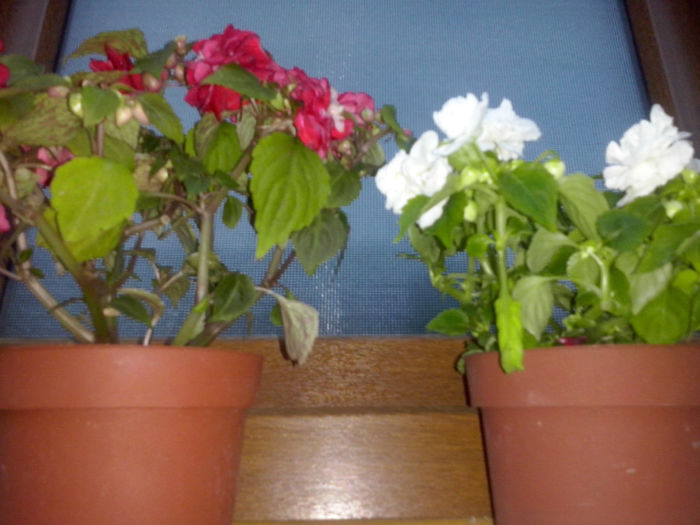 CAM01461 - 2014 FLORI EXTERIOR