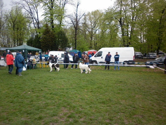 P1030938 - Campionatul National de Ciobanesti Romanesti - Bucuresti - 2014