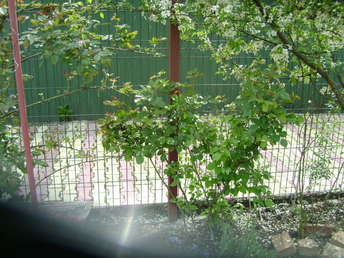 flori 054