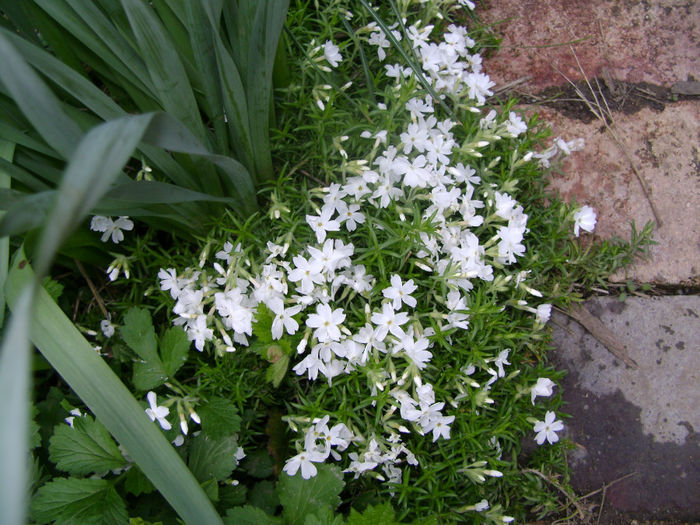 flori 060