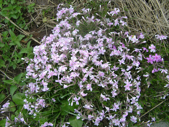 flori 061