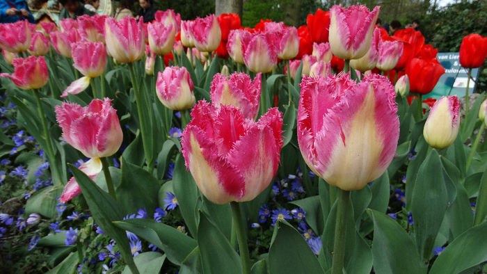 2014_04120044 - Keukenhof 2014 - 1