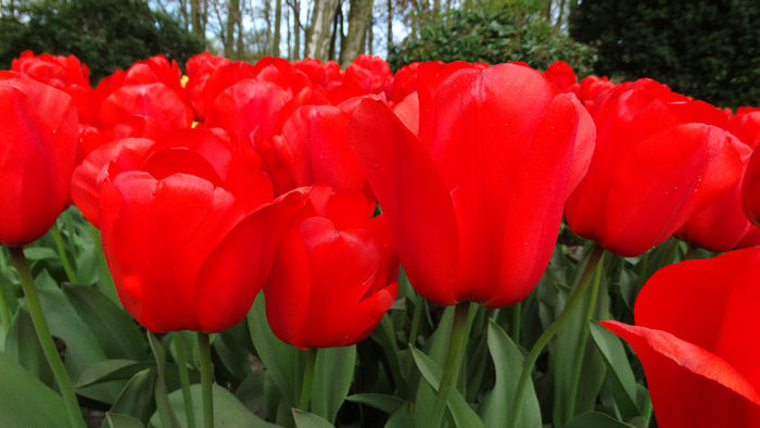 2014_04120052 - Keukenhof 2014 - 1