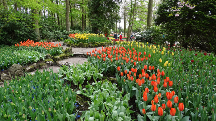 2014_04120054 - Keukenhof 2014 - 1