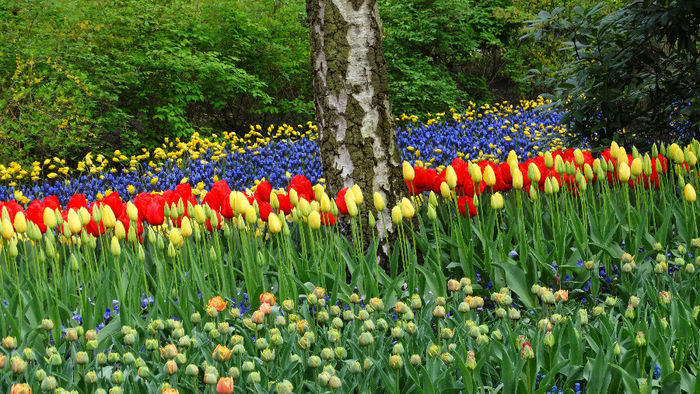 2014_04120056 - Keukenhof 2014 - 1