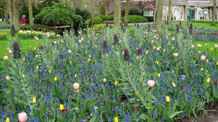 2014_04120061 - Keukenhof 2014 - 1