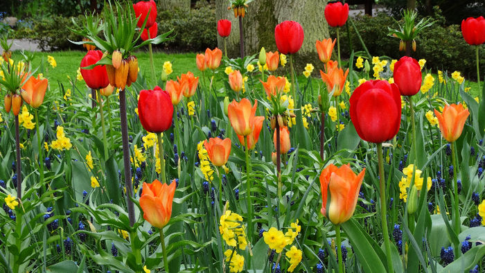 2014_04120071 - Keukenhof 2014 - 1