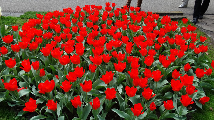 2014_04120085 - Keukenhof 2014 - 1