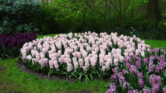 2014_04120094 - Keukenhof 2014 - 1