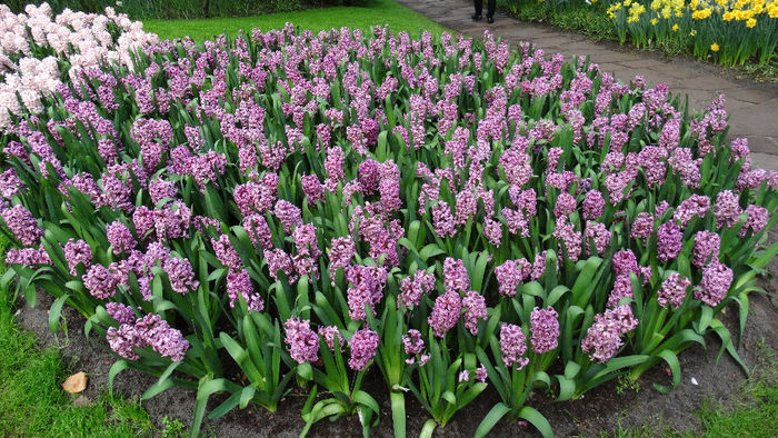 2014_04120097 - Keukenhof 2014 - 1