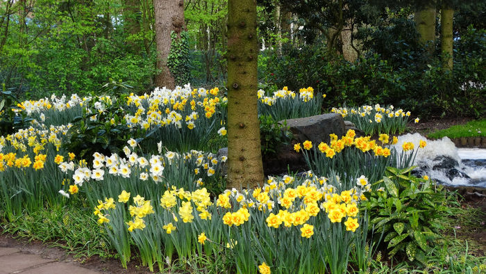 2014_04120098 - Keukenhof 2014 - 1