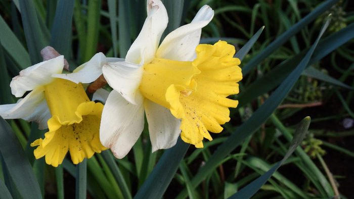 2014_04120104 - Keukenhof 2014 - 1