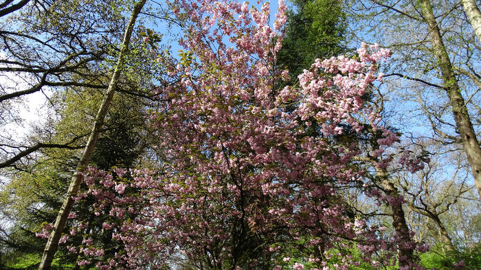 2014_04120116 - Keukenhof 2014 - 1