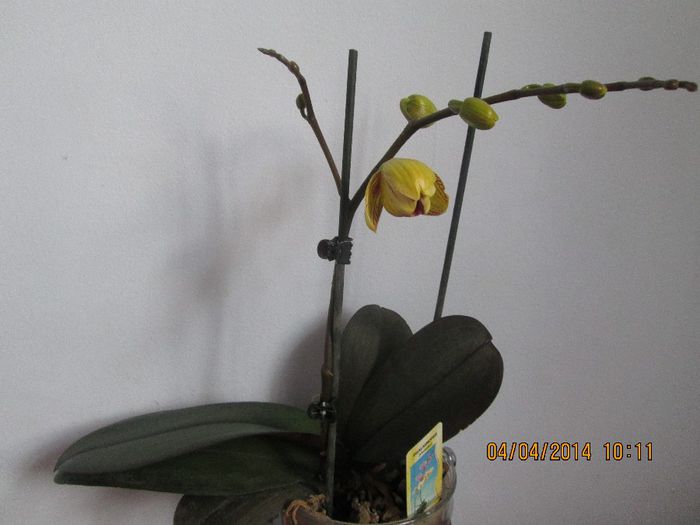 IMG_3700 - Orhidee