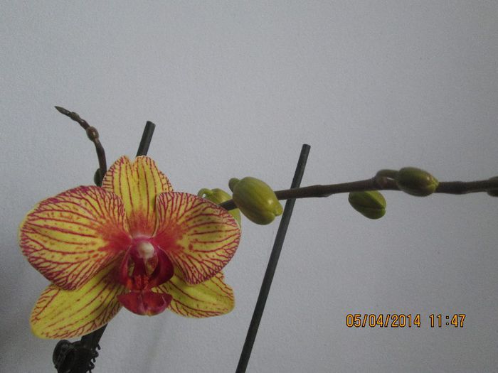 IMG_3705 - Orhidee