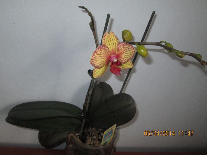 IMG_3706 - Orhidee