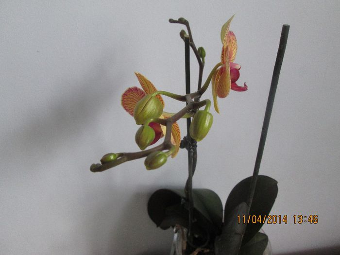 IMG_3902 - Orhidee
