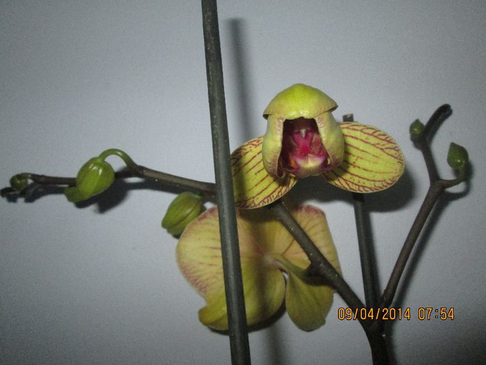 IMG_3888 - Orhidee