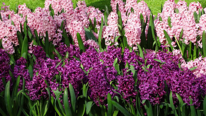 2014_04120138 - Keukenhof 2014 - 1