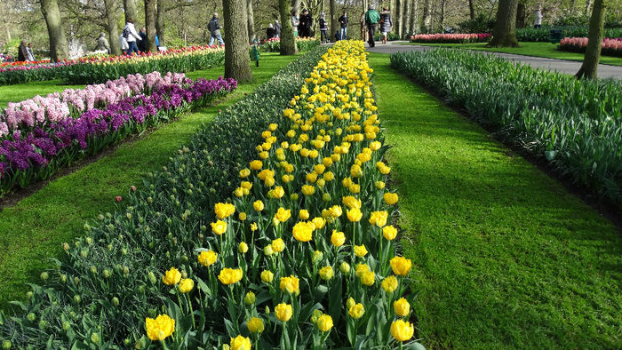 2014_04120141 - Keukenhof 2014 - 1