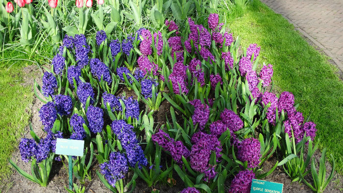 2014_04120146 - Keukenhof 2014 - 1