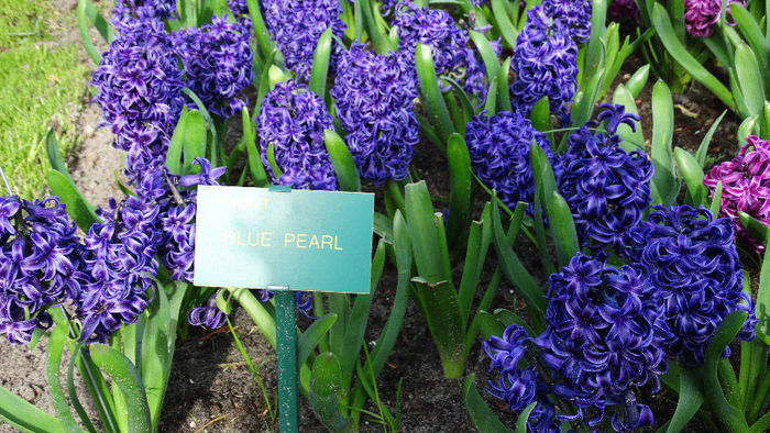 2014_04120147 - Keukenhof 2014 - 1